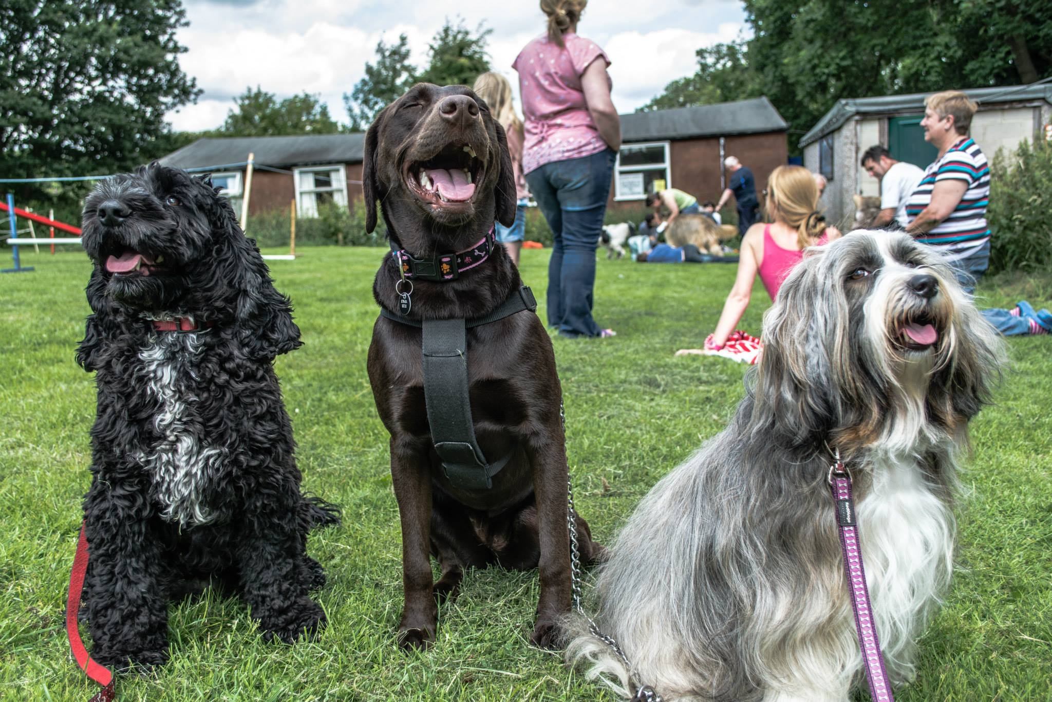Companion Dog Training at Calverley Dog Club