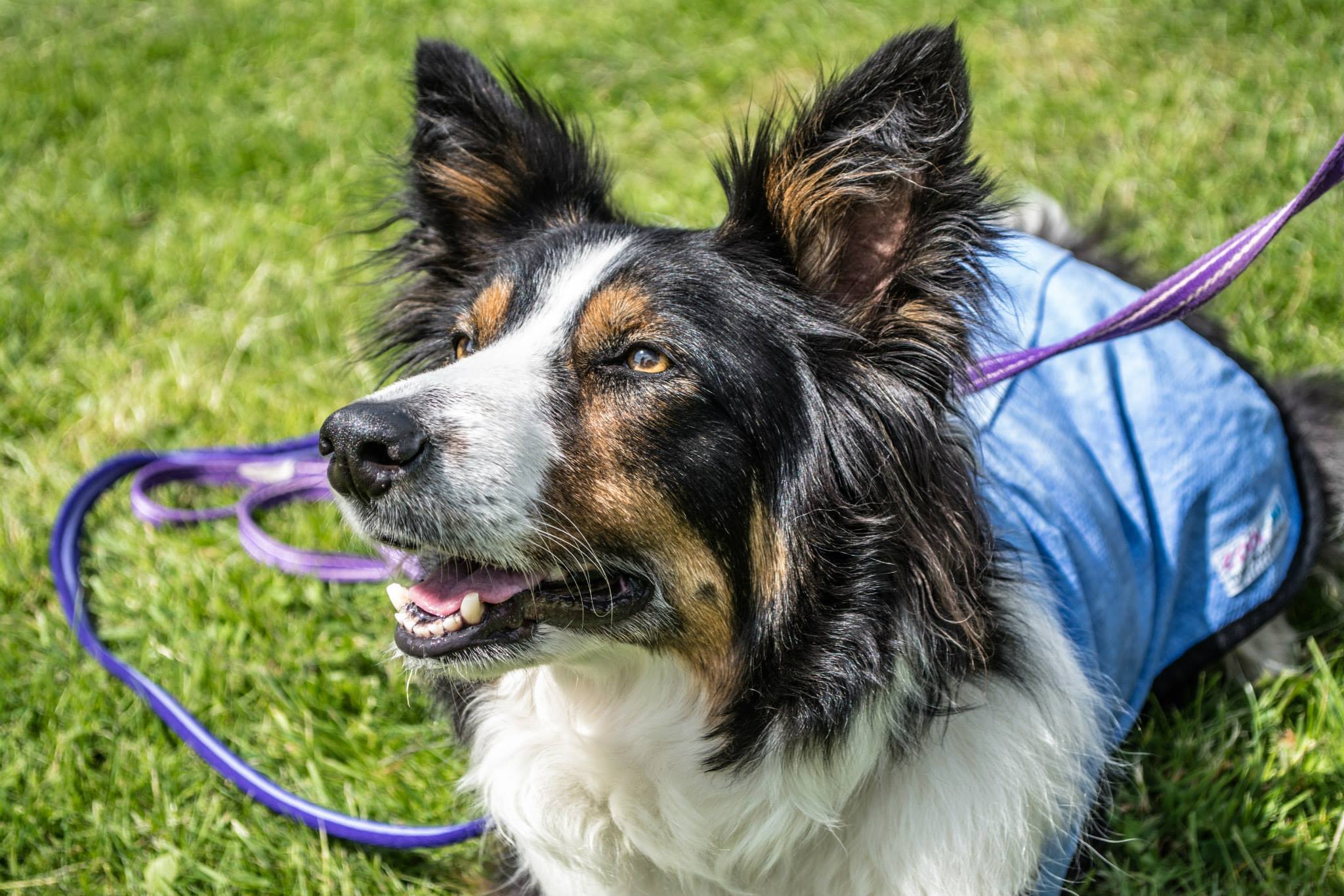 Companion Dog Training at Calverley Dog Club